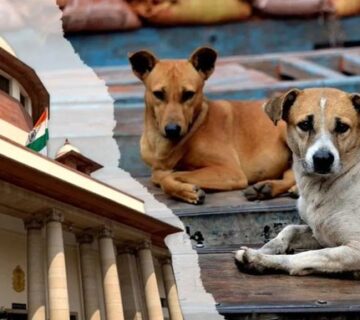 stray dogs